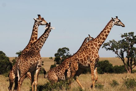 Kenia Familienreise - Kenia for family individuell - Hell´s Gate Nationalpark - vier Giraffen