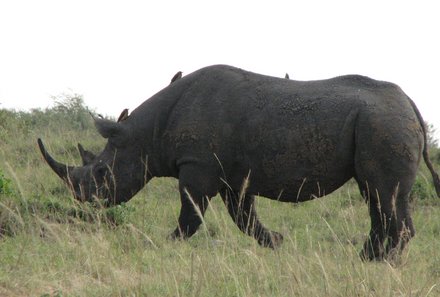 Kenia Familienreise - Kenia for family individuell - Masai Mara & Strand - Nashorn