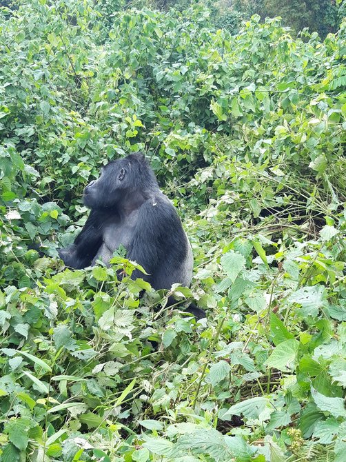 Svenja in Uganda - Familienreise nach Uganda - Schimpansen