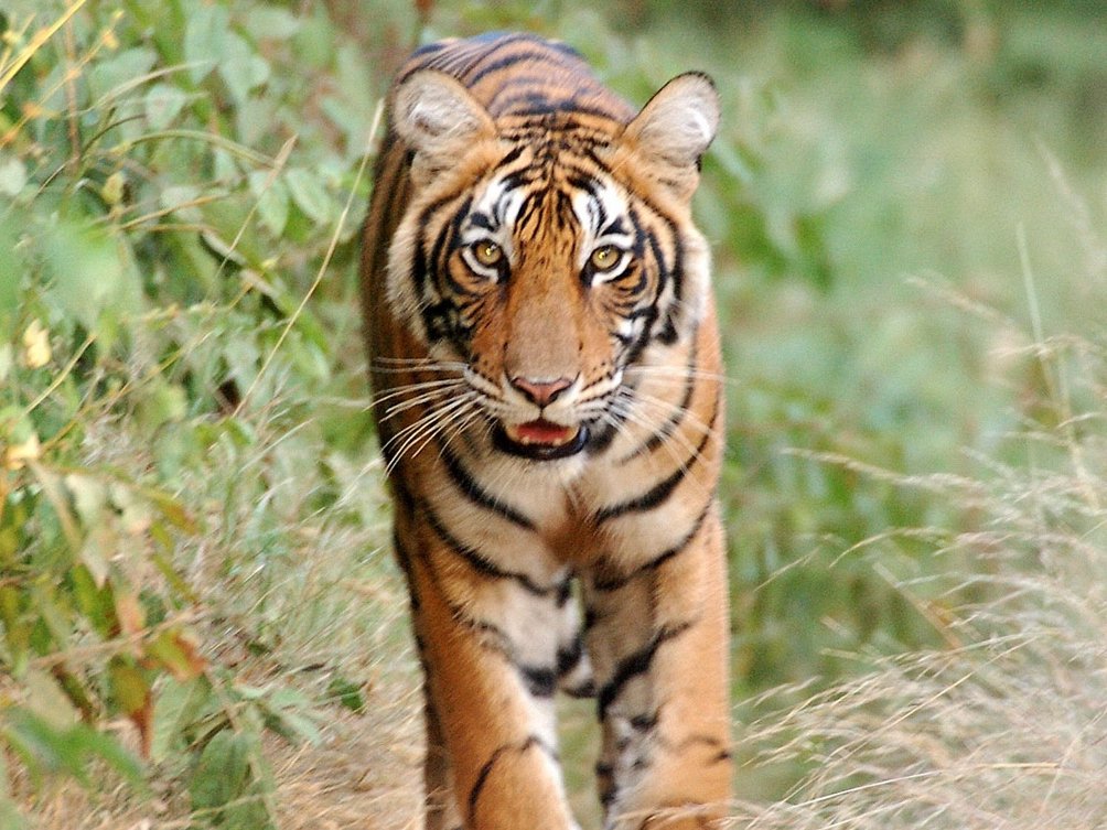Indien mit Kindern - Tiger