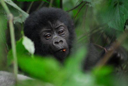 Uganda Familienurlaub - Uganda Family & Teens - Nahaufnahme Gorilla Baby