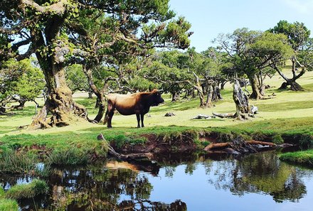 Madeira Familienreise - Madeira for family individuell - Jeeptour