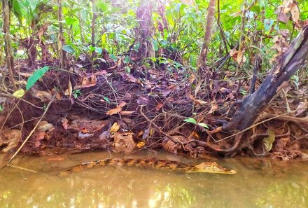 Costa Rica mit Kindern - Verlängerung - Tortuguero Kaiman