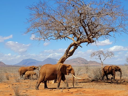 Kenia Familienreise - Kenia for family - Baum und Elefantengruppe