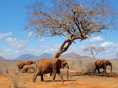 Kenia Familienreise - Kenia for family - Baum und Elefantengruppe