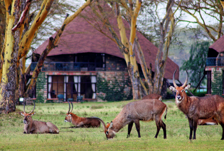 Kenia Familienreise - Kenia for family individuell - Lake Naivasha - Lake Naivasha Sopa Resort - Außenansicht Bungalow mit Tieren