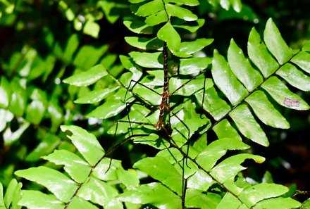 Familienreise Malaysia - Malaysia & Borneo Family & Teens - Taman Negara Nationalpark - Nachtwanderung - Spinne auf Pflanzenblatt
