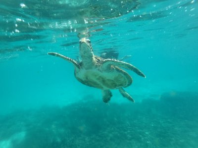 Oman for family individuell - Bewertung - Schildkröte im Wasser