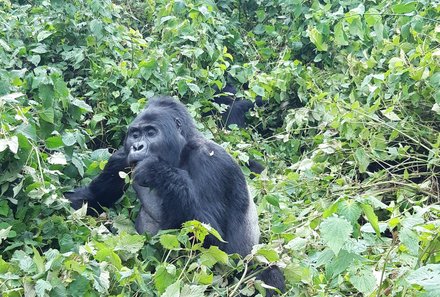 Uganda Individualreise - Uganda for family individuell - Gorilla