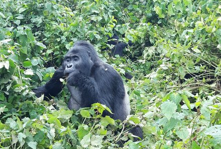 Safari Afrika mit Kindern - Safari Urlaub mit Kindern - beste Safari-Gebiete - Uganda - Gorilla im Regenwald
