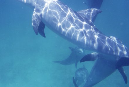 Kenia mit Kindern - Kenia for family - Schnorcheln mit Delfinen