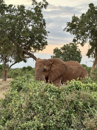 Kenia Familienreise - Kenia mit Kindern - Elefant in Kenia Kenia Familienreise - Kenia mit Kindern - Elefant in Kenia