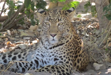 Botswana mit Jugendlichen - Sehenswürdigkeiten in Botswana - Leopard