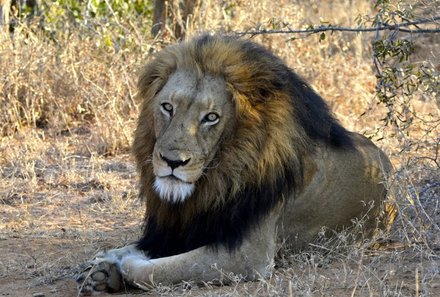 Garden Route mit Kindern Familiensafari - Löwe Südafrika