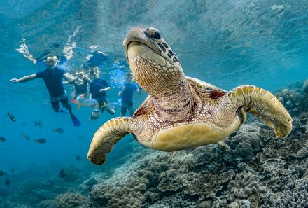  Australien for family - Australien Familienreise -Schnorcheln - Schildkröte