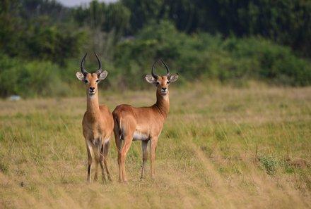 Uganda Familienurlaub - Uganda Family & Teens - Lake Mburo Nationalpark zwei Impala-Antilopen