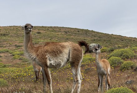 Patagonien mit Jugendlichen - Wandern mit Kindern in Argentinien und Chile - Landschaft mit Lamas
