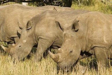 Familienurlaub Südafrika - Südafrika for family individuell - Hluhluwe - Nashörner