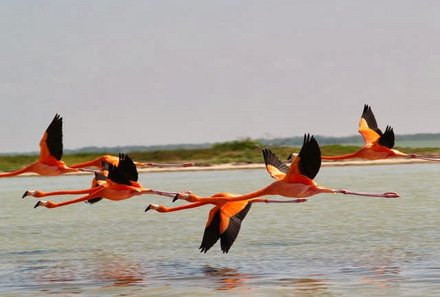 Mexiko mit Kindern - Mexiko Familienreise - Flamingos im Flug