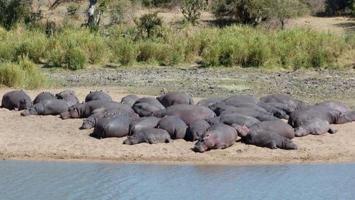 Bootstour mit Kindern im Krüger Nationalpark zu Flusspferden