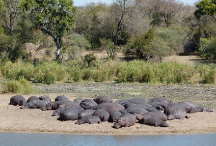 Garden Route mit Kindern Familiensafari - Flusspferd Südafrika