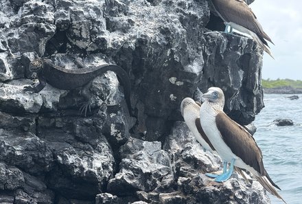 Familienreise Galapagos und Ecuador - Galapagos Family & Teens - Blaufußtölpel Galapagos