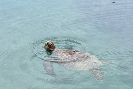 Familienreise Galapagos und Ecuador - Galapagos Family & Teens - Meeresschildkröte im Wasser