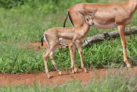 Kenia mit Kindern - Kenia for family - Gazellenbaby