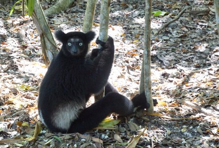 Madagaskar Familienreise - Madagaskar for family - Lemur an Baum
