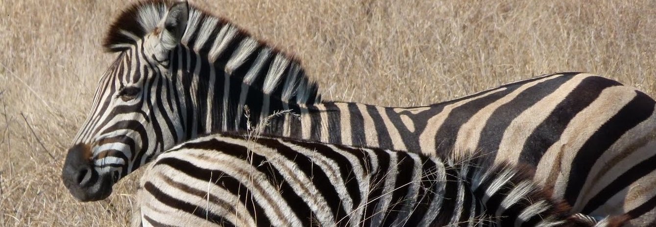 Südafrika mit Kindern - Einreise nach Südafrika mit Kindern - Zebras