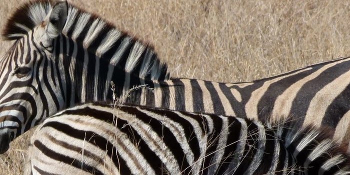 Südafrika Familienreise Zebras