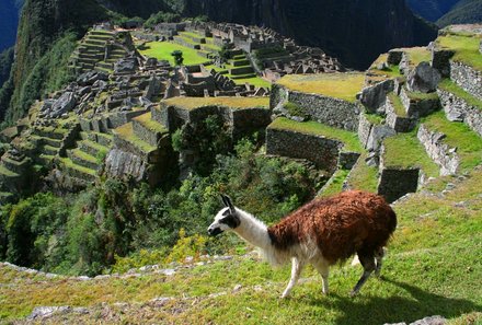 Südamerika Reisen mit Kindern - Peru mit Kindern - Lama