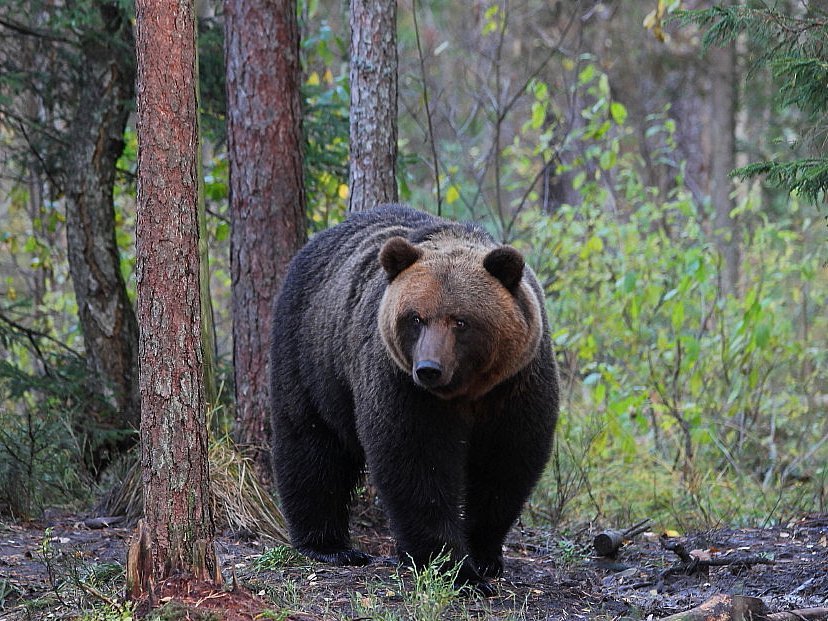 Familienreise Estland - Bär im Wald - copyrigth Bert Rähni