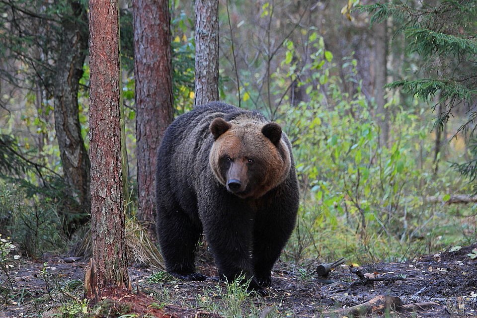 Familienurlaub Estland - Familienurlaub Baltikum - Bär im Wald