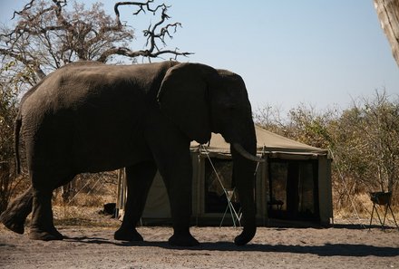 Botswana mit Jugendlichen - Botswana Reise mit Jugendlichen Erfahrungen - Elefant neben Zelt