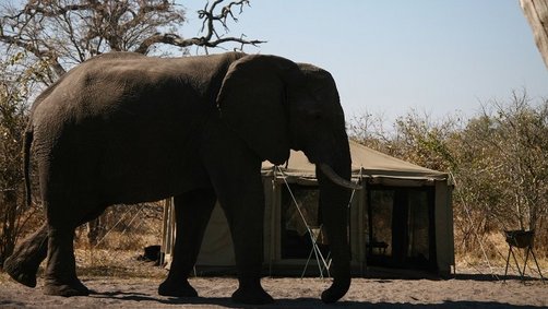 Safaris mit Kindern im Chobe Nationalpark zu Elefanten