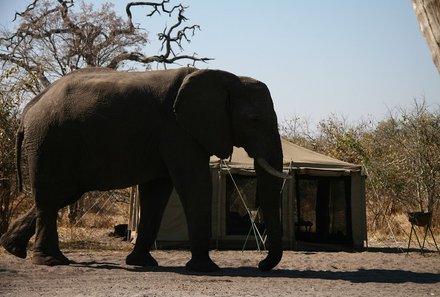 Botswana mit Jugendlichen - Sehenswürdigkeiten in Botswana - Elefant