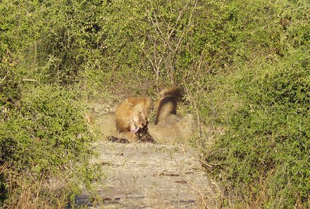 Namibia & Botswana mit Jugendlichen - Namibia & Botswana Family & Teens - Safari im Chobe Nationalpark - Löwen