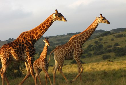 Südafrika Fernreisen mit Kindern - die beliebtesten Familienreisen von For Family Reisen - Giraffe laufen