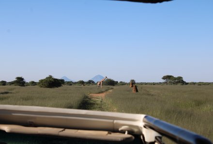 Namibia mit Jugendlichen - Gruppe von Giraffen im Mahango Game Reserve - Otjiwarongo
