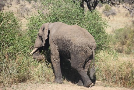 Serengeti mit Kindern individuell - Best of Familiensafari Serengeti - Elefant in der Ngorongoro Conservation Area