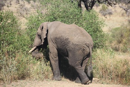 Familienreise Tansania - Tansania for family individuell Best of Familiensafari Serengeti - Elefant in der Ngorongoro Conservation Area