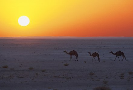 Oman mit Kindern - Oman for family - Kamele im Sonnenuntergang