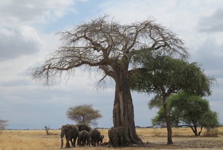 Tansania mit Kindern  - Tansania for family - Elefantengruppe