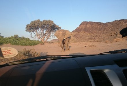 Namibia Familienreise individuell mit Mietwagen und Dachzelt - Elefant auf dem Weg