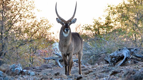 Südafrika Familienreise mit Jugendlichen - Safari Wasserbock