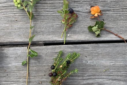 Schweden for family - Schweden Sommer - Blüten & Kräuter