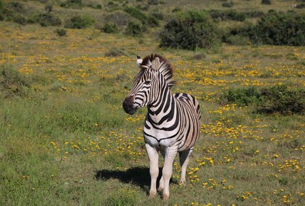 Garden Route mit Kindern Familiensafari - Addo Zebra Südafrika