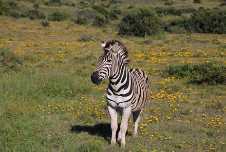 Familienreise Garden Route - Garden Route for family - Addo Elephant Nationalpark - Zebra