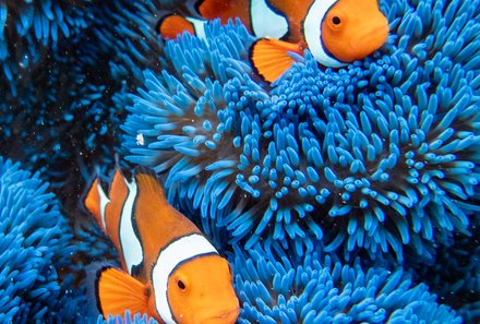 Australien for family - Australien Familienreise -  Clownfisch
